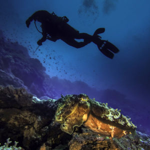 Cuttlefish and Diver at Banda Neira